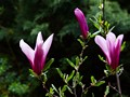 Magnolia liliflora Orchid IMG_2207 Magnolia purpurowa